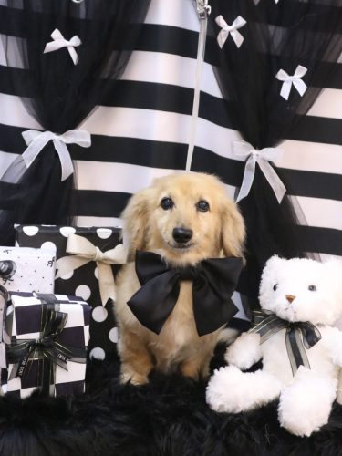 20260212ここあちゃん