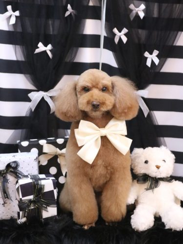 20260212まろんちゃん