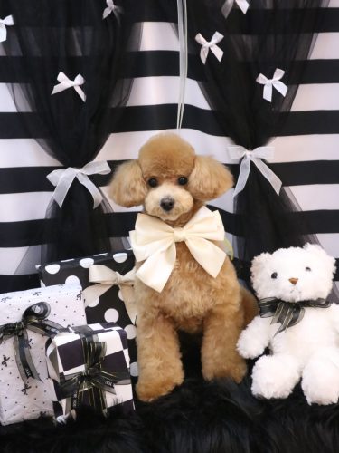 20260212むぎちゃん