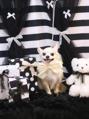 20260212ミルクちゃん