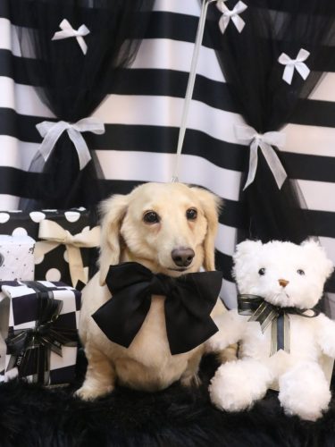 20260212シオンくん