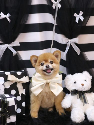 20260212のんちゃん