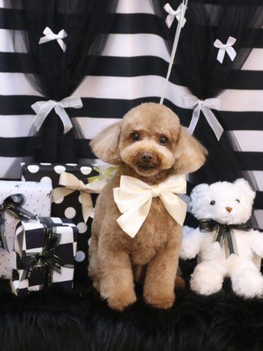 20260212マロンくん