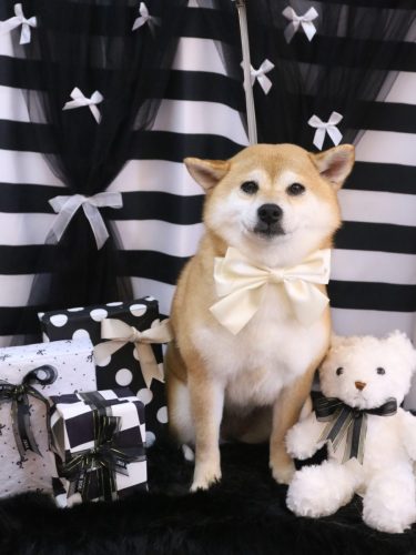 20260213はなちゃん