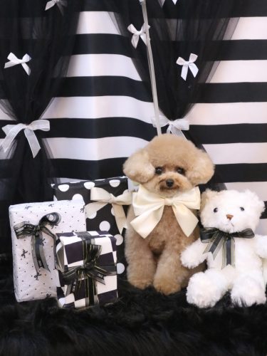 20260213ラブちゃん