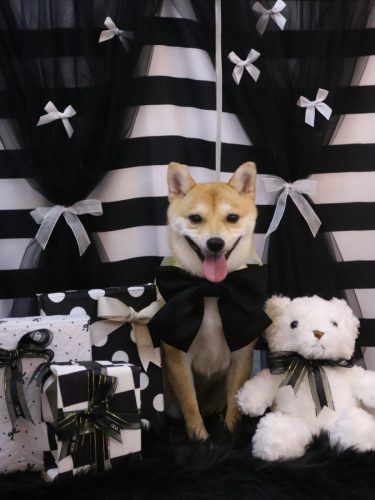 20260213春ちゃん