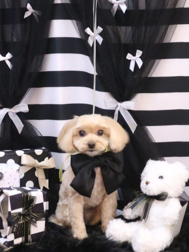 20260213ショコラくん