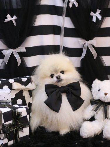 20260214さらりちゃん