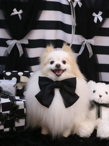 20260214ぷるりちゃん