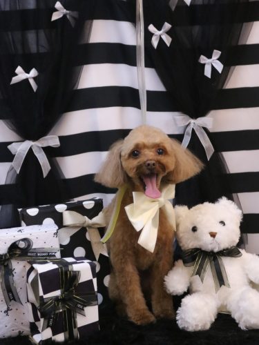 20260214このはちゃん