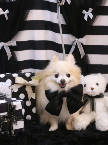 20260214小豆くん