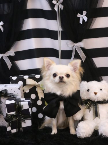 20260214リリィちゃん