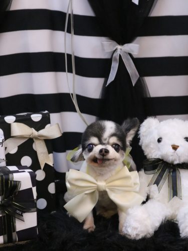 20260214こつぶくん