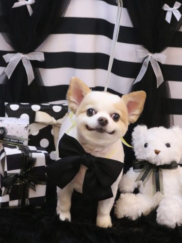 20260214こまめくん