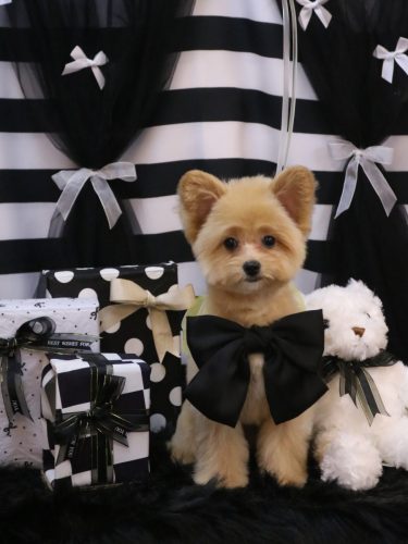 20260214キコちゃん