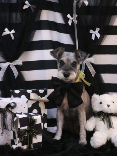 20260214ぽんずちゃん