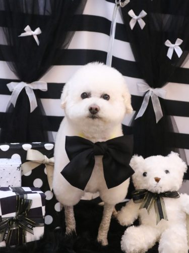 20260215MAPLEちゃん