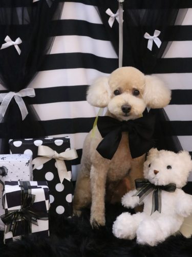 20260215モコくん 