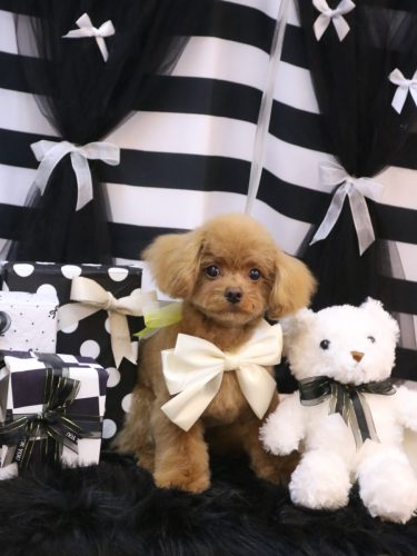 20260215れあくん