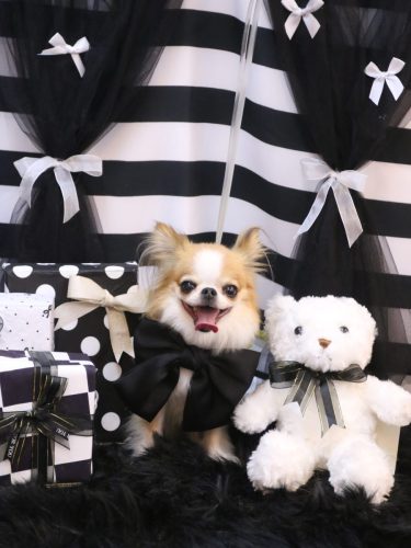 20260215プリュ―くん