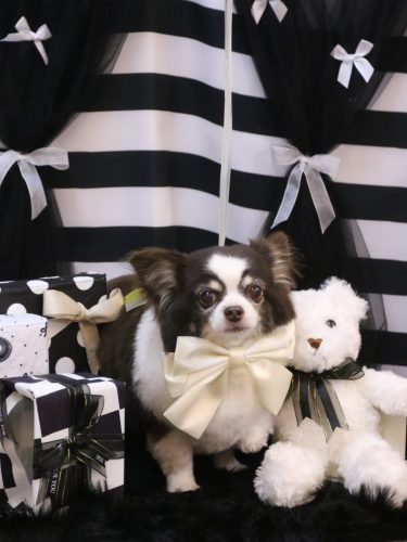 20260215アンジくん