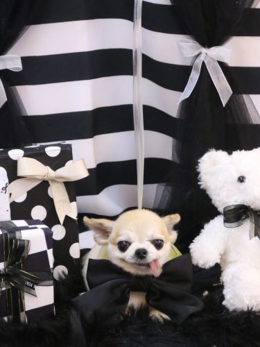 20260215momoちゃん