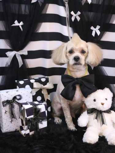 20260217イザくん