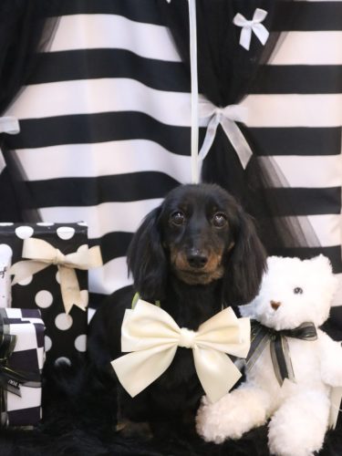 20260217リリィちゃん