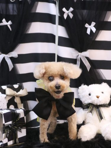 20260217クッキーくん