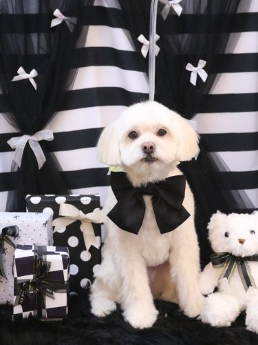 20260217あずきくん