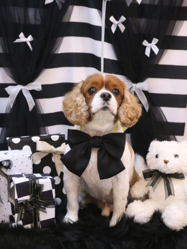 20260217ルディくん