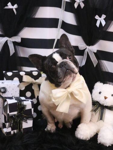 20260217まりちゃん