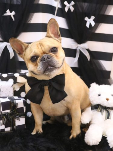 20260217力也くん