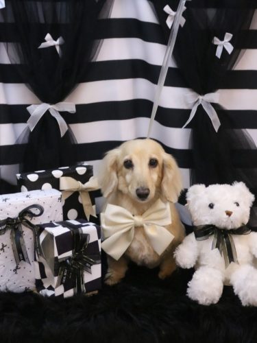 20260218きなこちゃん