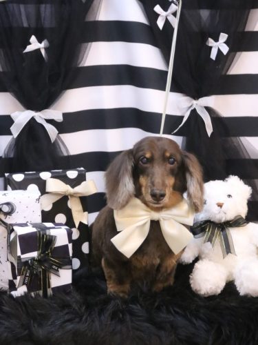 20260218ここあくん