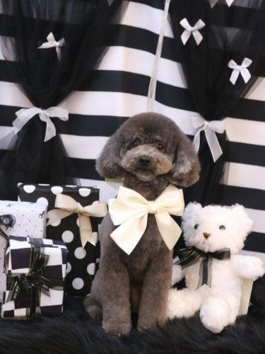 20260218chipieちゃん