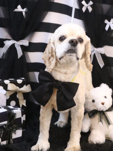 20260218ルーカスくん