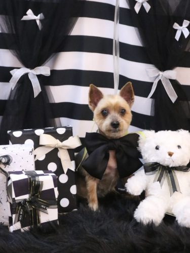 20260218チョコちゃん