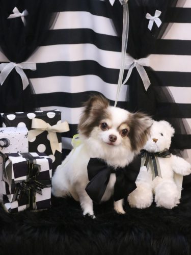 20260218トキくん