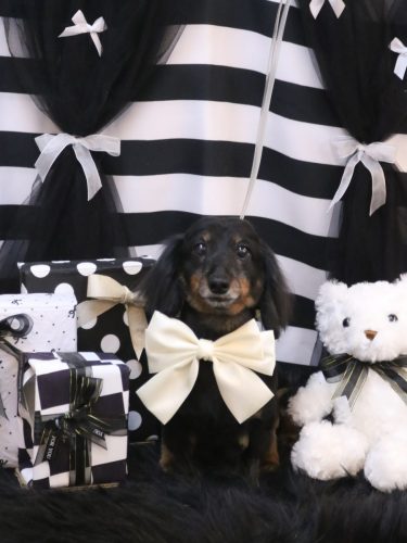 20260218ハルちゃん