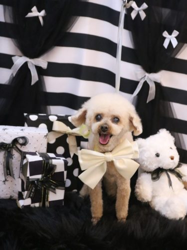 20260218マロンちゃん