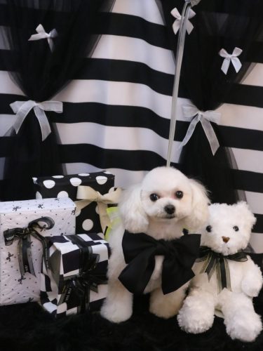 20260219シェリーちゃん