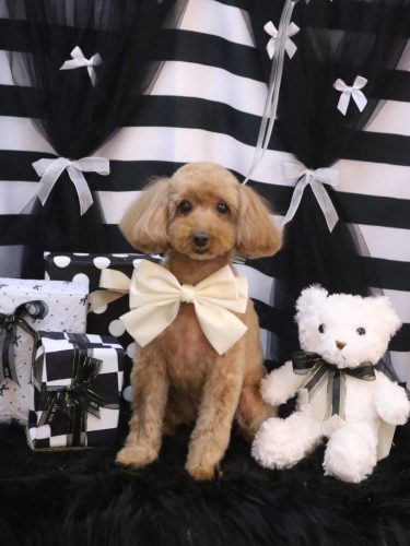 20260219ココちゃん