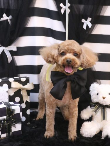 20260219レオくん