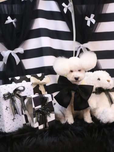 20260219あんちゃん