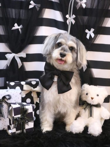 20260219パピコくん