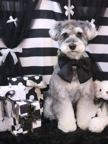 20260220ビッケくん