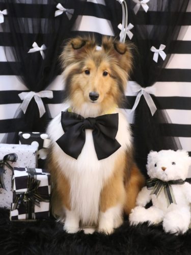 20260220ルナちゃん