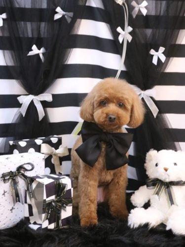 20260220きなこちゃん