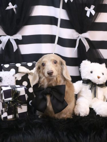 20260220ぺこちゃん